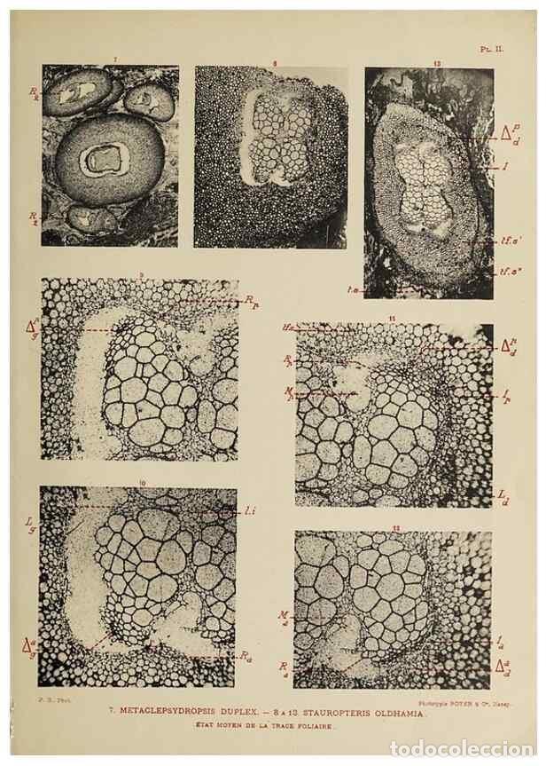 Collection Magazines and Newspapers: Reproducci&oacute;n/Reproduction 49743001518: Etudes sur la fronde des Zygopt&eacute;rid&eacute;es.. Lille,Impr. L. Danel