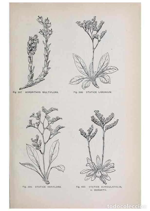 Colecionismo de Revistas e Jornais: Reproducci&oacute;n/Reproduction 49742729023: The flora of the Liverpool district /. Liverpool :D. Marples