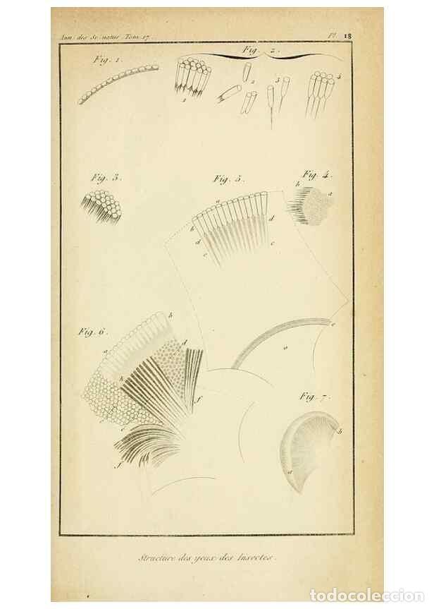 Colecionismo de Revistas e Jornais: Reproducci&oacute;n/Reproduction 49774147596: Annales des sciences naturelles :. Paris :Crochard. - Feuguer