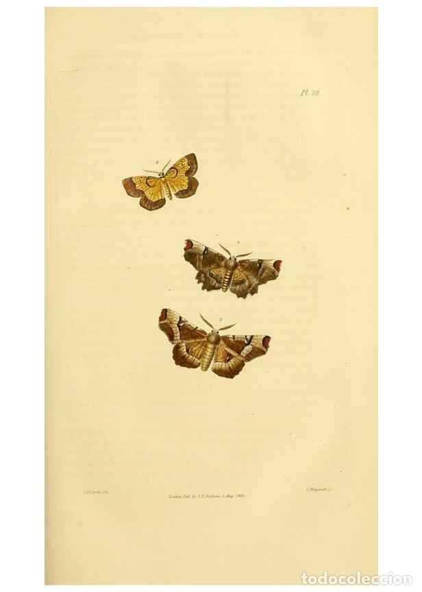 Colecionismo de Revistas e Jornais: Reproducci&oacute;n/Reproduction 49745555408: Illustrations of British entomology;. London:Printed for the