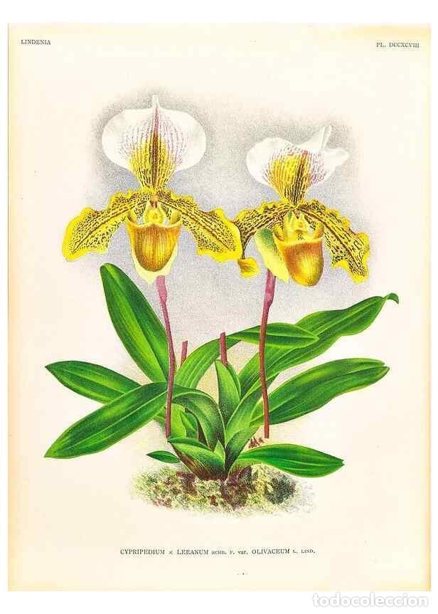 Coleccionismo de Revistas y Peri&oacute;dicos: Reproducci&oacute;n/Reproduction 49757314796: Lindenia :. Gand [Belgium] :Impr. F. Meyer-van Loo,1885-1906.