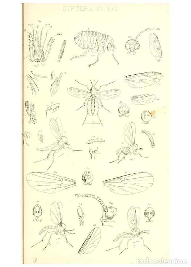 Collection Magazines and Newspapers: Reproducci&oacute;n/Reproduction 49771080092: Insecta Britanica : Diptera / by Francis Walker.. London :Ree