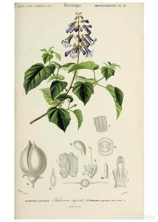 Collection Magazines and Newspapers: Reproducci&oacute;n/Reproduction 49725080457: Dictionnaire universel d'histoire naturelle :. Paris :Chez le