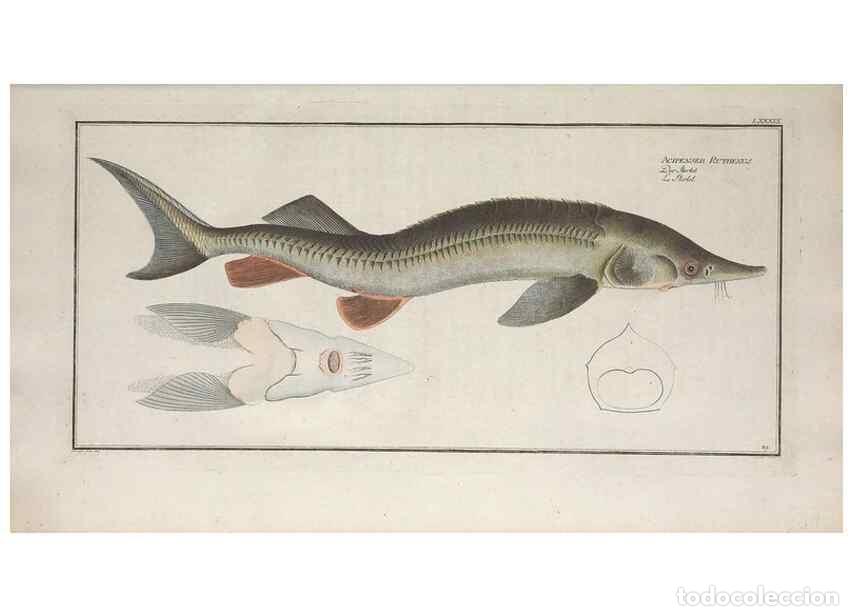 Collection Magazines and Newspapers: Reproducci&oacute;n/Reproduction 49769954963: Ichtyologie, ou, Histoire naturelle, g&eacute;n&eacute;rale et particuli&egrave;re