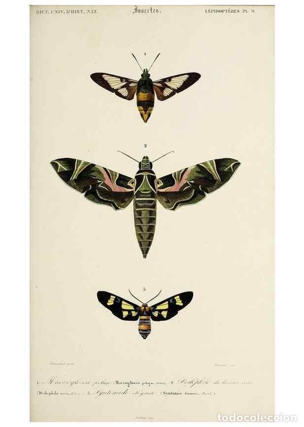 Collection Magazines and Newspapers: Reproducci&oacute;n/Reproduction 49723722228: Dictionnaire universel d'histoire naturelle :. Paris :Chez le