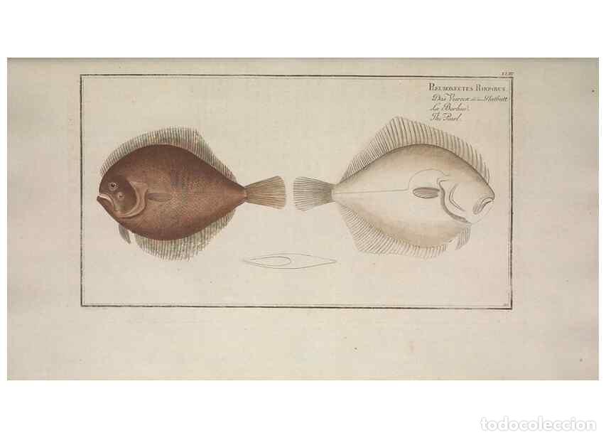 Collection Magazines and Newspapers: Reproducci&oacute;n/Reproduction 49769153171: Ichtyologie, ou, Histoire naturelle, g&eacute;n&eacute;rale et particuli&egrave;re