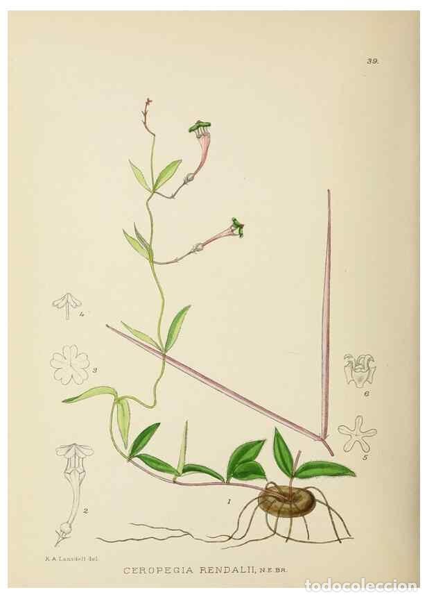 Coleccionismo de Revistas y Peri&oacute;dicos: Reproducci&oacute;n/Reproduction 49753692691: The Flowering plants of Africa.. Pretoria [etc.]Botanical Res