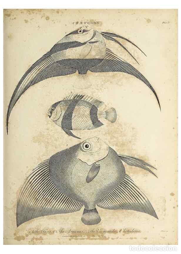 Coleccionismo de Revistas y Peri&oacute;dicos: Reproducci&oacute;n/Reproduction 49754123071: Encyclopaedia londinensis, or, Universal dictionary of arts,