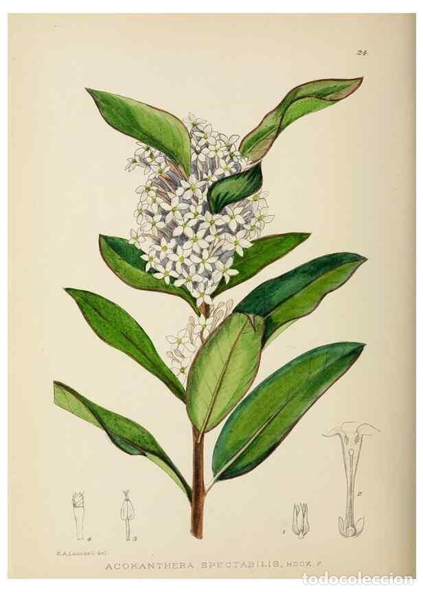 Coleccionismo de Revistas y Peri&oacute;dicos: Reproducci&oacute;n/Reproduction 49753688796: The Flowering plants of Africa.. Pretoria [etc.]Botanical Res