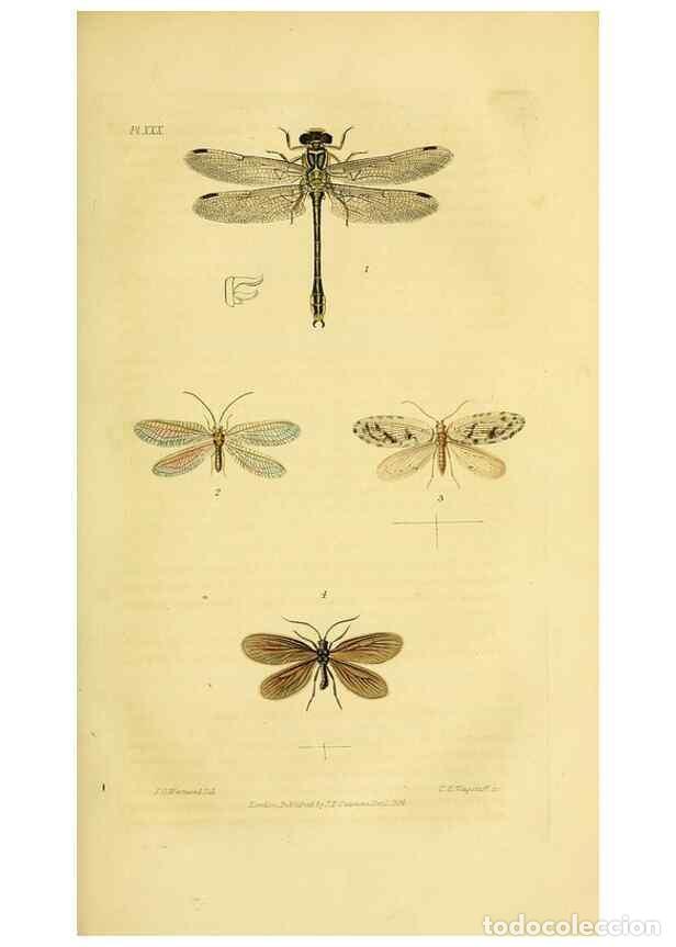 Coleccionismo de Revistas y Peri&oacute;dicos: Reproducci&oacute;n/Reproduction 49745955843: Illustrations of British entomology;. London:Printed for the