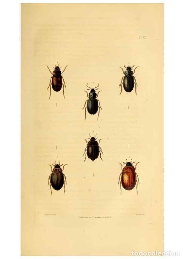 Coleccionismo de Revistas y Peri&oacute;dicos: Reproducci&oacute;n/Reproduction 49745818733: Illustrations of British entomology;. London:Printed for the