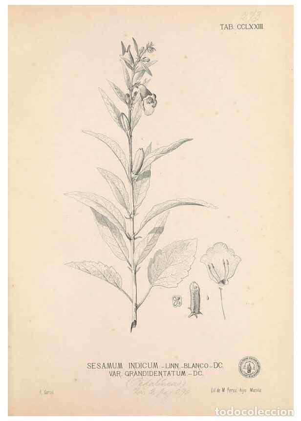 Coleccionismo de Revistas y Peri&oacute;dicos: Reproducci&oacute;n/Reproduction 49747514477: Flora de Filipinas,. Manila,Estab. tip. de Plana y ca.,1877-8