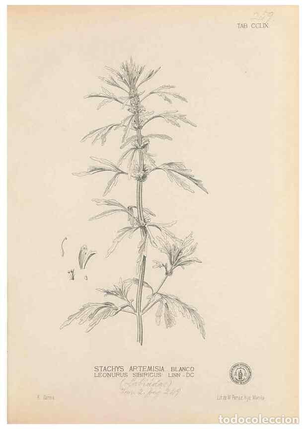 Coleccionismo de Revistas y Peri&oacute;dicos: Reproducci&oacute;n/Reproduction 49747183131: Flora de Filipinas,. Manila,Estab. tip. de Plana y ca.,1877-8