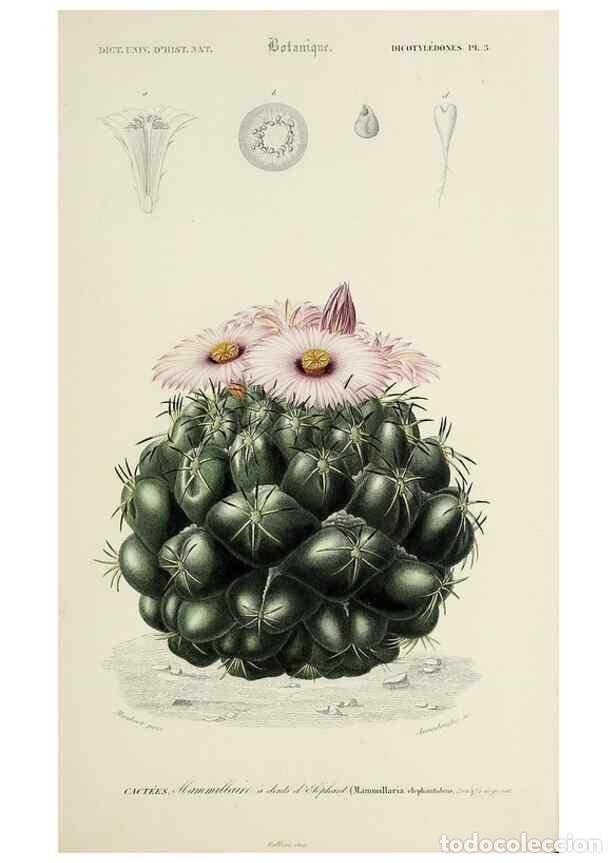 Coleccionismo de Revistas y Peri&oacute;dicos: Reproducci&oacute;n/Reproduction 49725077512: Dictionnaire universel d'histoire naturelle :. Paris :Chez le