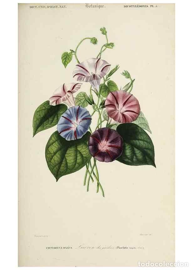 Coleccionismo de Revistas y Peri&oacute;dicos: Reproducci&oacute;n/Reproduction 49725080772: Dictionnaire universel d'histoire naturelle :. Paris :Chez le