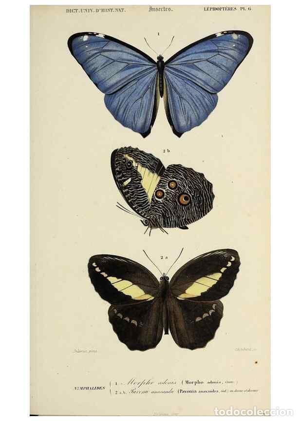 Coleccionismo de Revistas y Peri&oacute;dicos: Reproducci&oacute;n/Reproduction 49723720968: Dictionnaire universel d'histoire naturelle :. Paris :Chez le