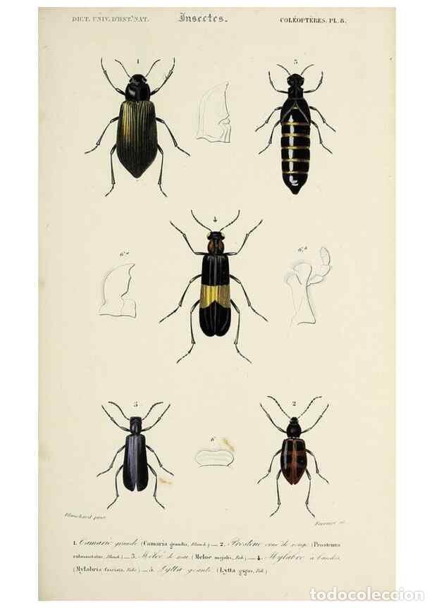 Coleccionismo de Revistas y Peri&oacute;dicos: Reproducci&oacute;n/Reproduction 49723709328: Dictionnaire universel d'histoire naturelle :. Paris :Chez le