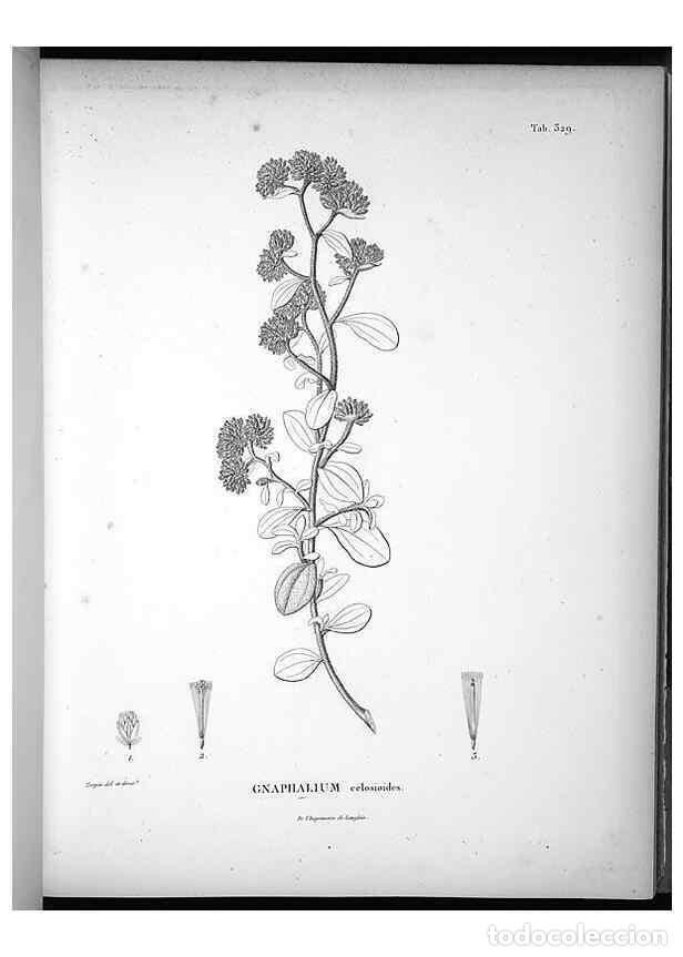 Collectionnisme de Revues et Journaux: Reproducci&oacute;n/Reproduction 49556006843: Nova genera et species plantarum :. Antverpiae :Ex officina C
