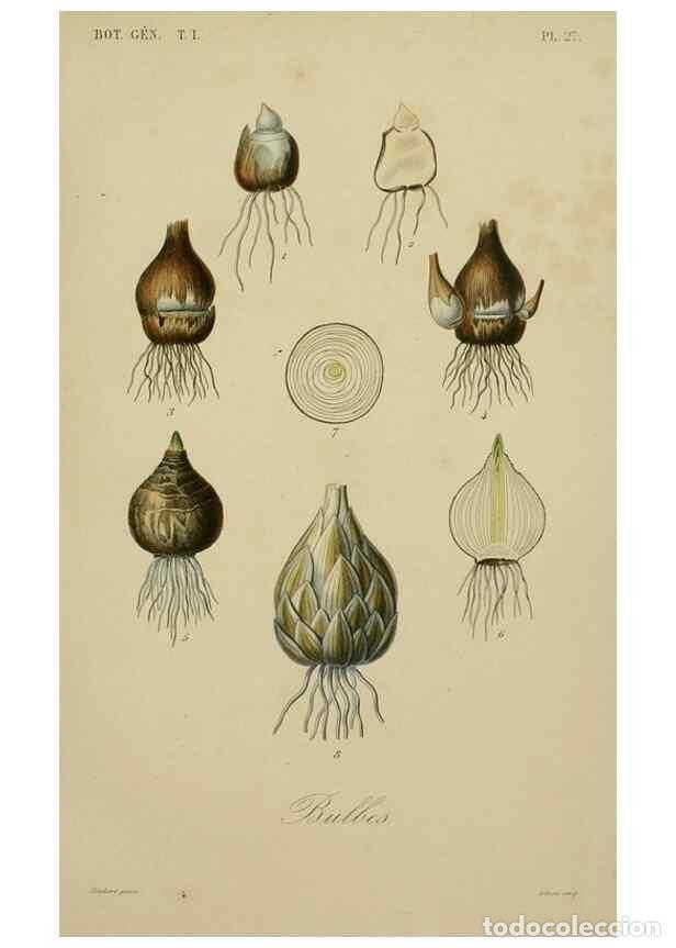 Collectionnisme de Revues et Journaux: Reproducci&oacute;n/Reproduction 49582700548: Le R&egrave;gne v&eacute;g&eacute;tal;. Paris,L. Gu&eacute;rin,1870-72.. - R&eacute;veil, O.