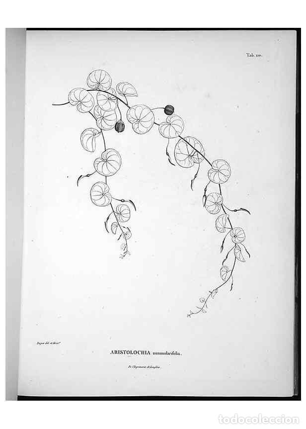 Collectionnisme de Revues et Journaux: Reproducci&oacute;n/Reproduction 49556644437: Nova genera et species plantarum :. Antverpiae :Ex officina C