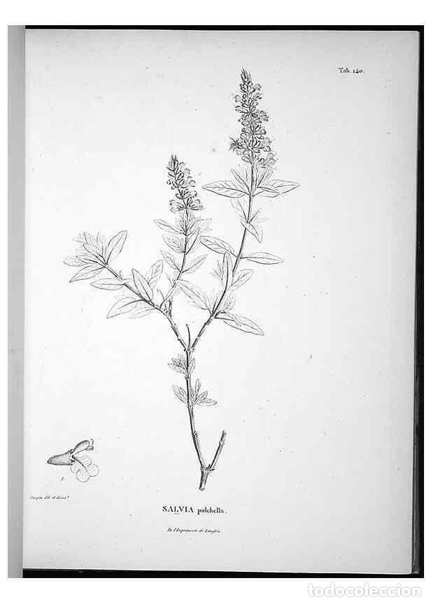 Sammeln von Zeitschriften und Zeitungen: Reproducci&oacute;n/Reproduction 49556413696: Nova genera et species plantarum :. Antverpiae :Ex officina C