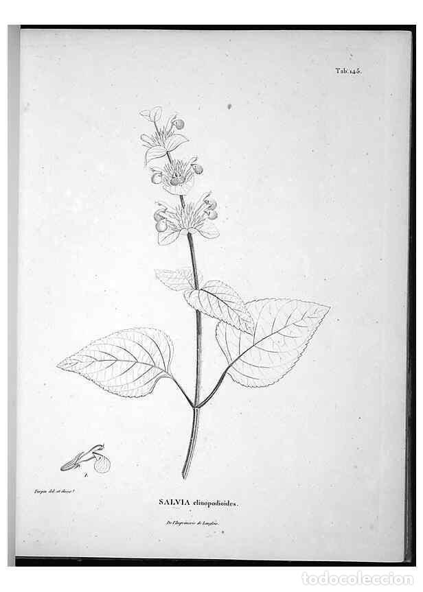 Sammeln von Zeitschriften und Zeitungen: Reproducci&oacute;n/Reproduction 49556414576: Nova genera et species plantarum :. Antverpiae :Ex officina C