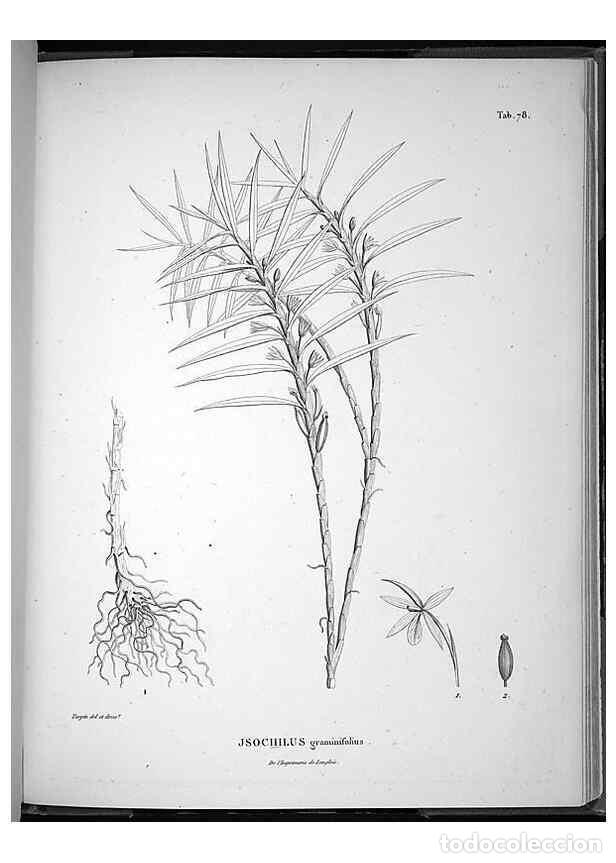 Sammeln von Zeitschriften und Zeitungen: Reproducci&oacute;n/Reproduction 49556619587: Nova genera et species plantarum :. Antverpiae :Ex officina C