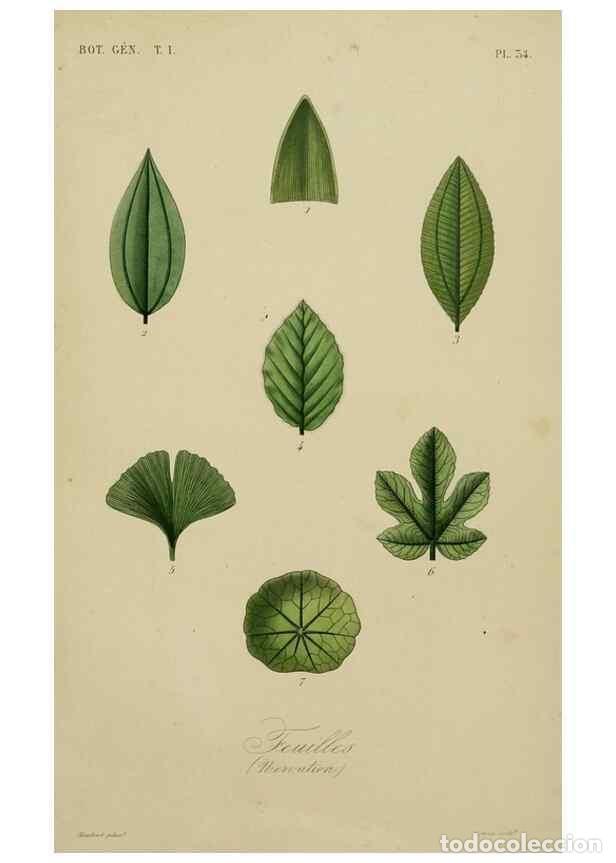 Sammeln von Zeitschriften und Zeitungen: Reproducci&oacute;n/Reproduction 49583434637: Le R&egrave;gne v&eacute;g&eacute;tal;. Paris,L. Gu&eacute;rin,1870-72.. - R&eacute;veil, O.