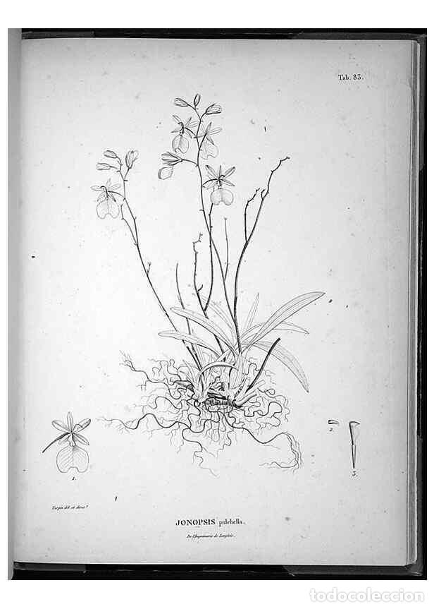 Sammeln von Zeitschriften und Zeitungen: Reproducci&oacute;n/Reproduction 49556384031: Nova genera et species plantarum :. Antverpiae :Ex officina C
