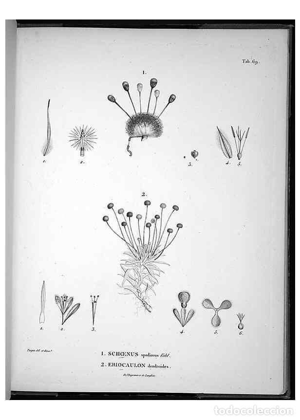 Coleccionismo de Revistas y Peri&oacute;dicos: Reproducci&oacute;n/Reproduction 49556382146: Nova genera et species plantarum :. Antverpiae :Ex officina C