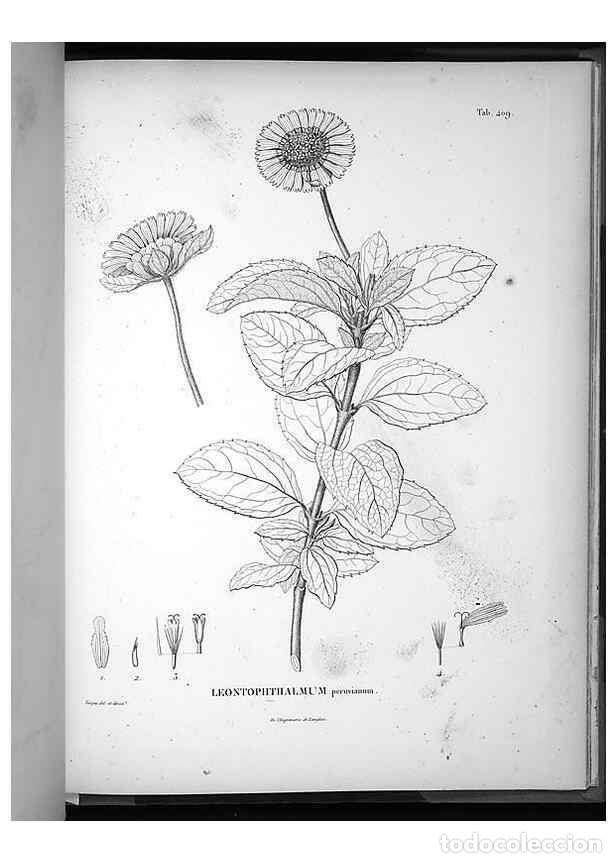 Coleccionismo de Revistas y Peri&oacute;dicos: Reproducci&oacute;n/Reproduction 49556518161: Nova genera et species plantarum :. Antverpiae :Ex officina C