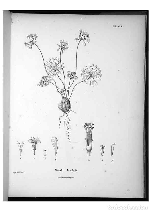 Collectionnisme de Revues et Journaux: Reproducci&oacute;n/Reproduction 49556585216: Nova genera et species plantarum :. Antverpiae :Ex officina C
