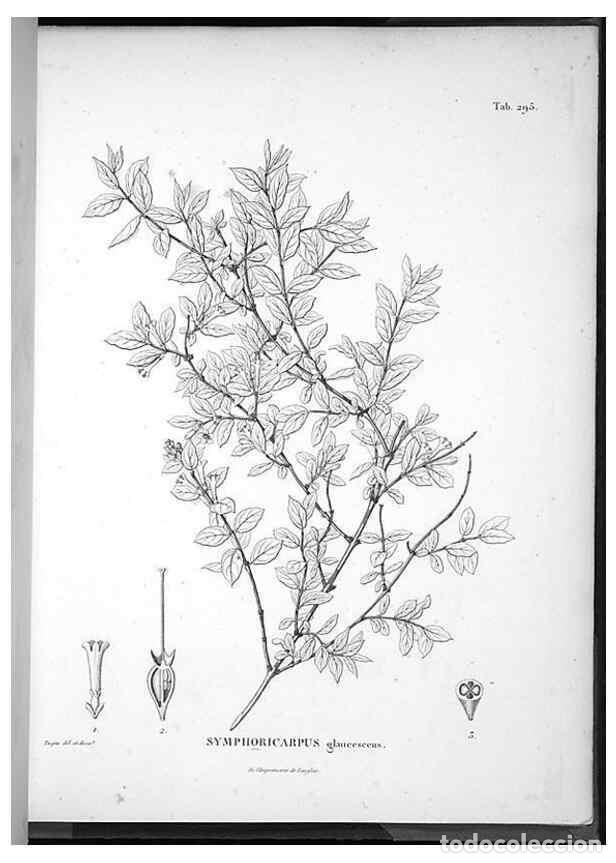 Collectionnisme de Revues et Journaux: Reproducci&oacute;n/Reproduction 49556710547: Nova genera et species plantarum :. Antverpiae :Ex officina C