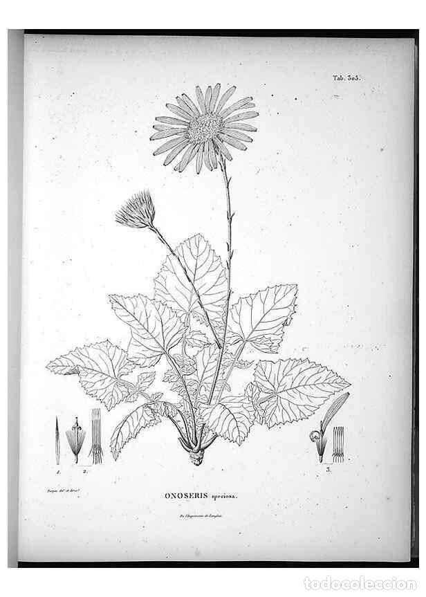 Collectionnisme de Revues et Journaux: Reproducci&oacute;n/Reproduction 49556497111: Nova genera et species plantarum :. Antverpiae :Ex officina C