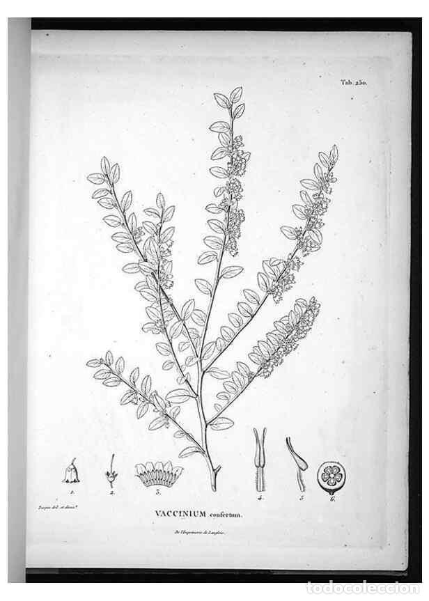 Collectionnisme de Revues et Journaux: Reproducci&oacute;n/Reproduction 49555970723: Nova genera et species plantarum :. Antverpiae :Ex officina C