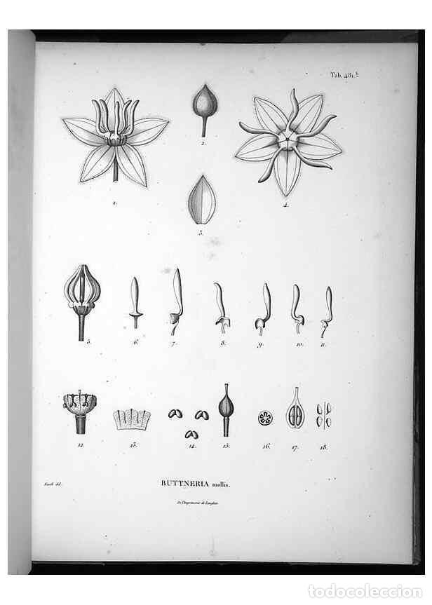 Collection Magazines and Newspapers: Reproducci&oacute;n/Reproduction 49556587641: Nova genera et species plantarum :. Antverpiae :Ex officina C