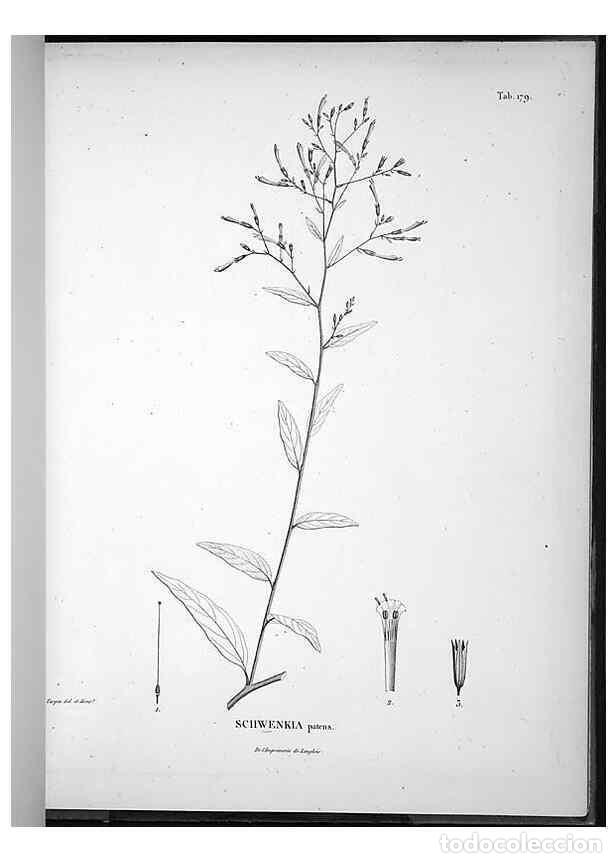 Collection Magazines and Newspapers: Reproducci&oacute;n/Reproduction 49556420511: Nova genera et species plantarum :. Antverpiae :Ex officina C