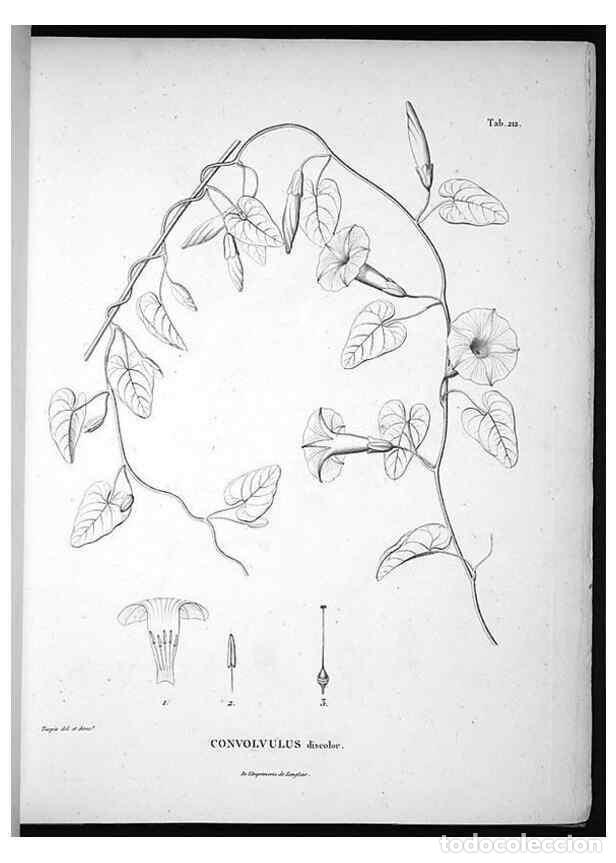 Collection Magazines and Newspapers: Reproducci&oacute;n/Reproduction 49556458811: Nova genera et species plantarum :. Antverpiae :Ex officina C