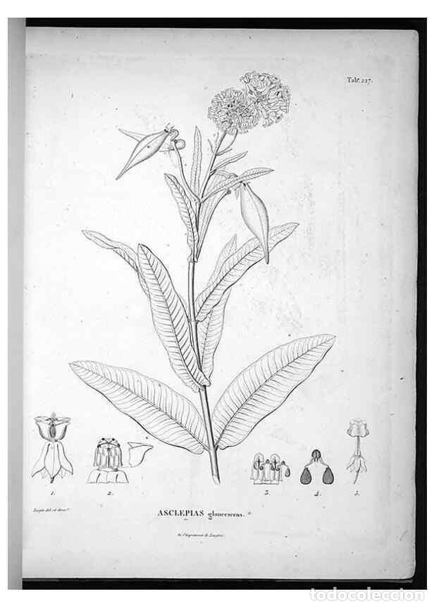 Collection Magazines and Newspapers: Reproducci&oacute;n/Reproduction 49556461361: Nova genera et species plantarum :. Antverpiae :Ex officina C