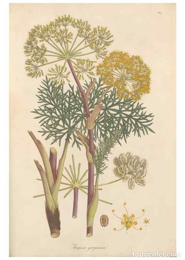 Coleccionismo de Revistas y Peri&oacute;dicos: Reproducci&oacute;n/Reproduction 49557219526: Flora Graeca, sive, Plantarum rariorum historia, quas in prov