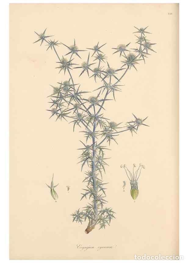 Coleccionismo de Revistas y Peri&oacute;dicos: Reproducci&oacute;n/Reproduction 49557208706: Flora Graeca, sive, Plantarum rariorum historia, quas in prov