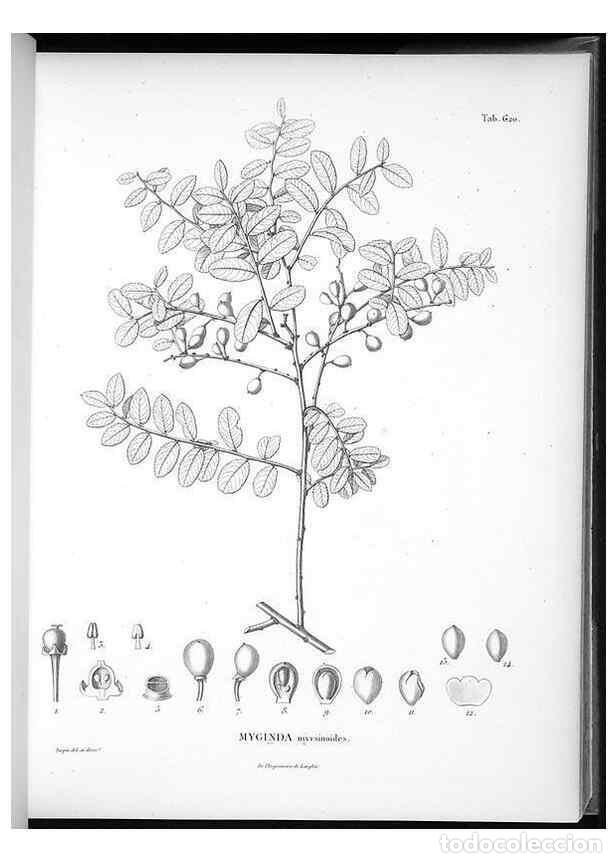 Coleccionismo de Revistas y Peri&oacute;dicos: Reproducci&oacute;n/Reproduction 49556901077: Nova genera et species plantarum :. Antverpiae :Ex officina C