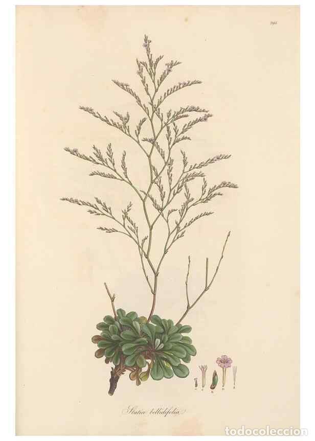 Coleccionismo de Revistas y Peri&oacute;dicos: Reproducci&oacute;n/Reproduction 49557455502: Flora Graeca, sive, Plantarum rariorum historia, quas in prov