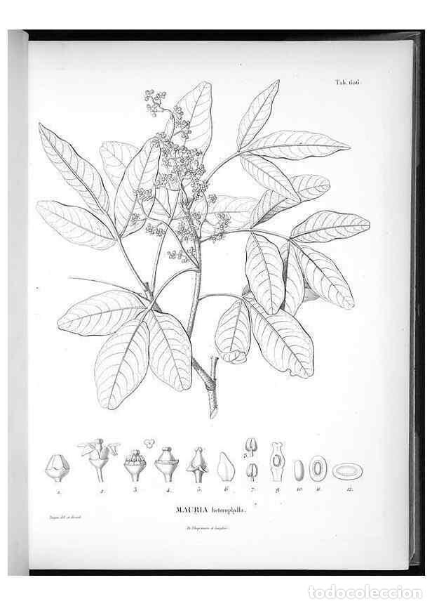 Collezionismo di Riviste e Giornali: Reproducci&oacute;n/Reproduction 49556164283: Nova genera et species plantarum :. Antverpiae :Ex officina C