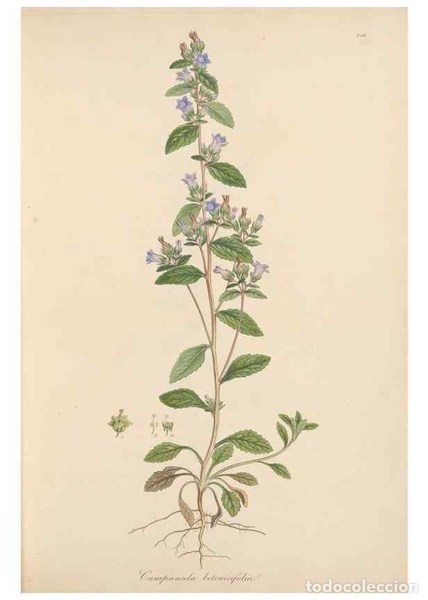 Collezionismo di Riviste e Giornali: Reproducci&oacute;n/Reproduction 49556695828: Flora Graeca, sive, Plantarum rariorum historia, quas in prov