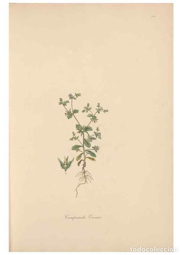 Collezionismo di Riviste e Giornali: Reproducci&oacute;n/Reproduction 49556696953: Flora Graeca, sive, Plantarum rariorum historia, quas in prov