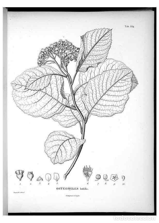 Collezionismo di Riviste e Giornali: Reproducci&oacute;n/Reproduction 49556128748: Nova genera et species plantarum :. Antverpiae :Ex officina C