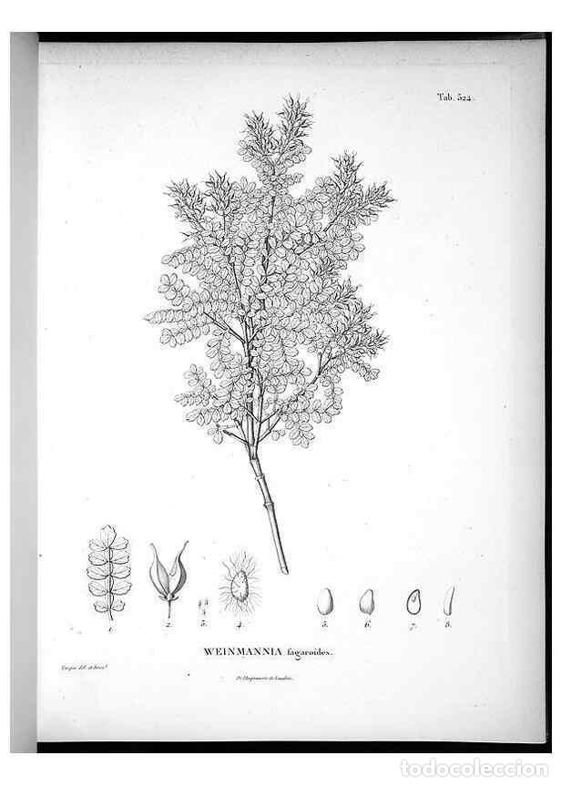 Colecionismo de Revistas e Jornais: Reproducci&oacute;n/Reproduction 49556857517: Nova genera et species plantarum :. Antverpiae :Ex officina C
