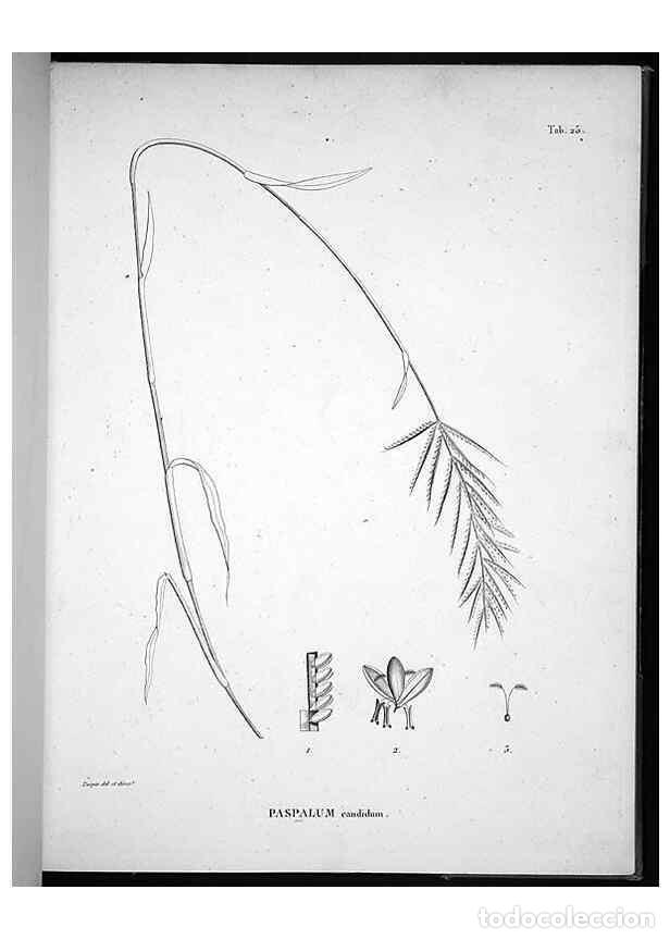 Collectionnisme de Revues et Journaux: Reproducci&oacute;n/Reproduction 49555880708: Nova genera et species plantarum :. Antverpiae :Ex officina C