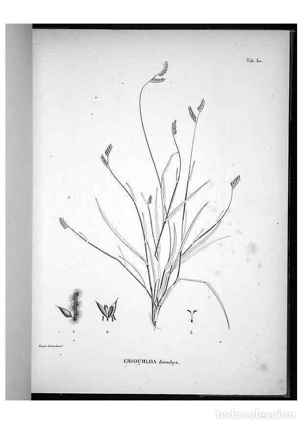 Collectionnisme de Revues et Journaux: Reproducci&oacute;n/Reproduction 49556612477: Nova genera et species plantarum :. Antverpiae :Ex officina C